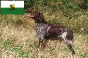 Scopri di più sull'articolo Allevatori di Epagneul Breton e cuccioli in Sassonia