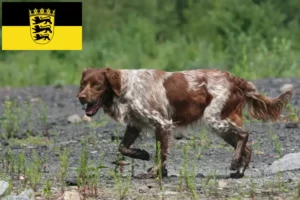 Scopri di più sull'articolo Allevatori di Epagneul Breton e cuccioli in Baden-Württemberg