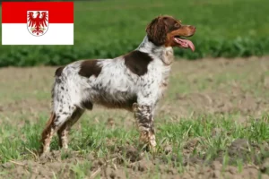 Scopri di più sull'articolo Allevatori di Epagneul Breton e cuccioli a Brandeburgo