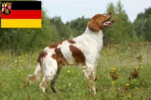 Scopri di più sull'articolo Allevatori di Epagneul Breton e cuccioli in Renania-Palatinato