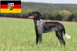 Scopri di più sull'articolo Allevatori di Epagneul Breton e cuccioli in Saarland