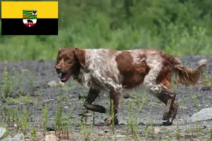 Scopri di più sull'articolo Allevatori di Epagneul Breton e cuccioli in Sassonia-Anhalt