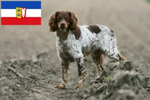 Scopri di più sull'articolo Allevatori di Epagneul Breton e cuccioli in Schleswig-Holstein
