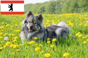 Scopri di più sull'articolo Allevatore di Eurasier e cuccioli a Berlino