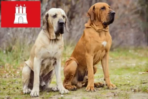 Scopri di più sull'articolo Allevatori di Fila Brasileiro e cuccioli a Amburgo