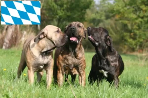 Scopri di più sull'articolo Allevatori di Fila Brasileiro e cuccioli in Baviera
