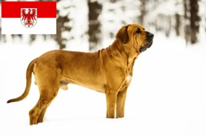 Scopri di più sull'articolo Allevatori di Fila Brasileiro e cuccioli a Brandeburgo