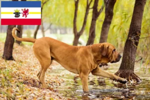 Scopri di più sull'articolo Allevatori di Fila Brasileiro e cuccioli in Meclemburgo-Pomerania Anteriore