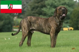 Scopri di più sull'articolo Allevatori di Fila Brasileiro e cuccioli in Nord Reno-Westfalia