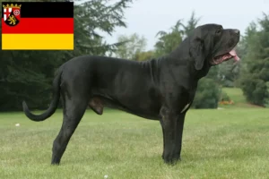 Scopri di più sull'articolo Allevatori di Fila Brasileiro e cuccioli in Renania-Palatinato