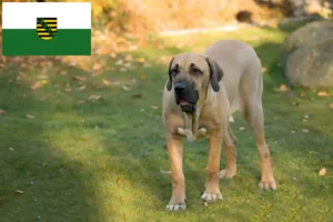 Scopri di più sull'articolo Allevatori di Fila Brasileiro e cuccioli in Sassonia