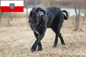 Scopri di più sull'articolo Allevatori di Fila Brasileiro e cuccioli in Turingia