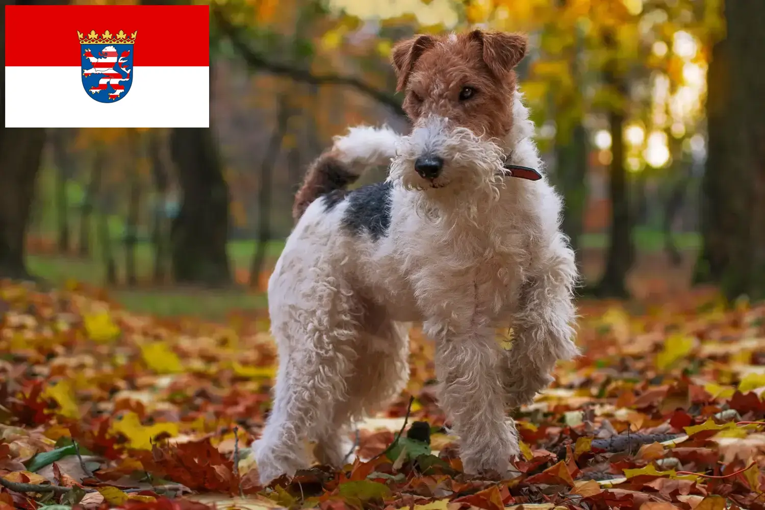 Scopri di più sull'articolo Allevatori di Fox Terrier e cuccioli in Hessen