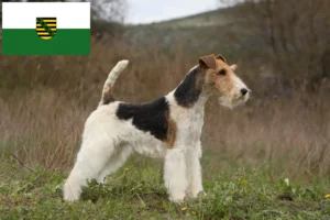 Scopri di più sull'articolo Allevatori di Fox Terrier e cuccioli in Sassonia