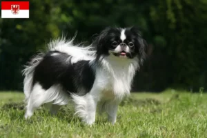 Scopri di più sull'articolo Allevatori di Japan Chin e cuccioli a Brandeburgo
