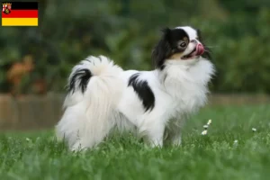 Scopri di più sull'articolo Allevatori di Japan Chin e cuccioli in Renania-Palatinato