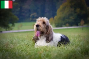 Scopri di più sull'articolo Allevatori e cuccioli di Grand Basset Griffon Vendéen in Italia