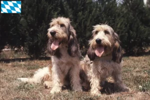 Scopri di più sull'articolo Allevatori di Grand Basset Griffon Vendéen e cuccioli in Baviera