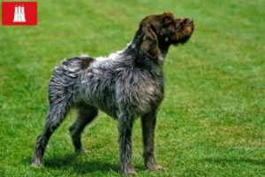 Scopri di più sull'articolo Griffon d’arrêt à poil dur Allevatore e cuccioli ad Amburgo