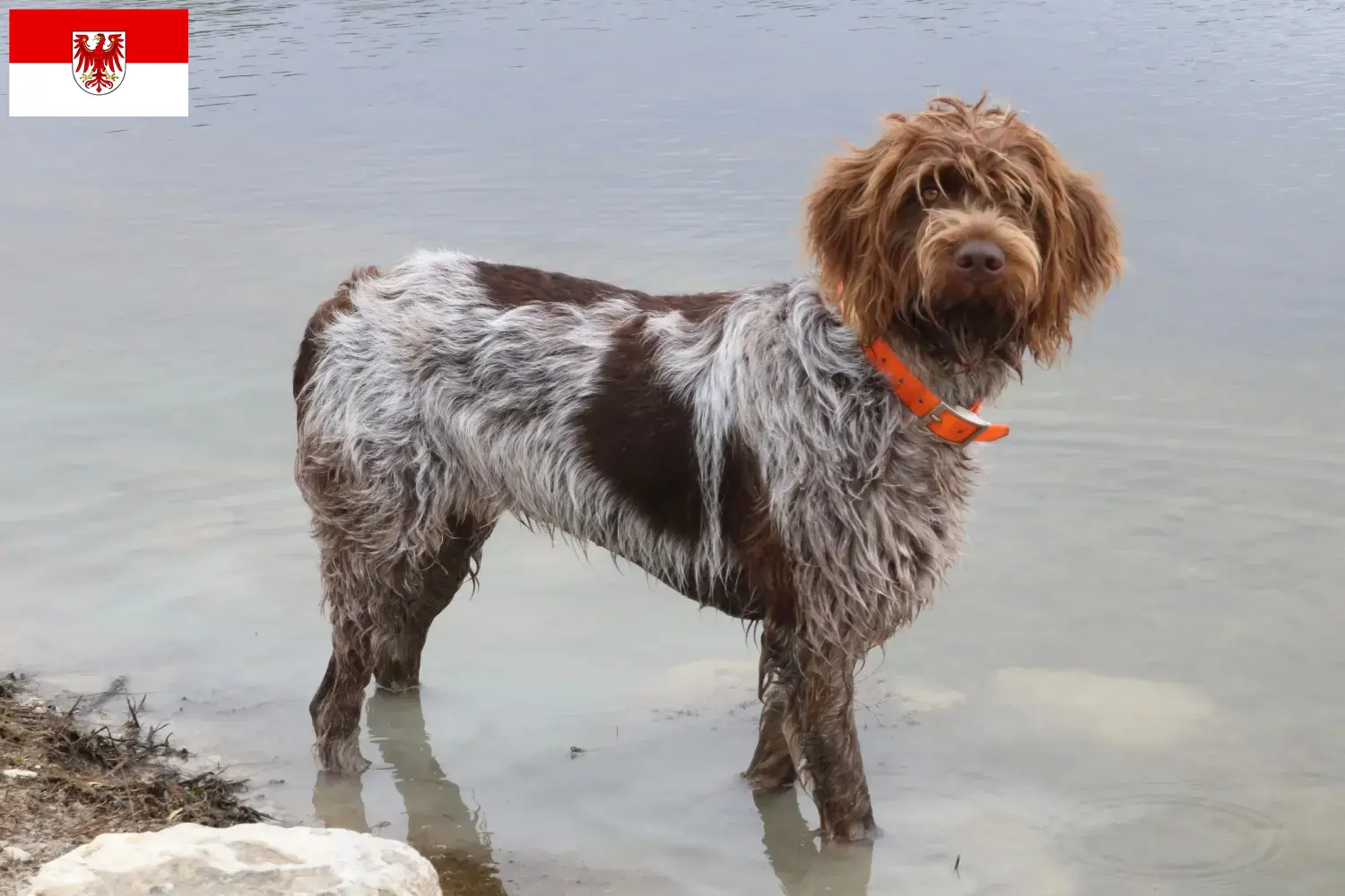 Scopri di più sull'articolo Griffon d’arrêt à poil dur Allevatore e cuccioli in Brandeburgo