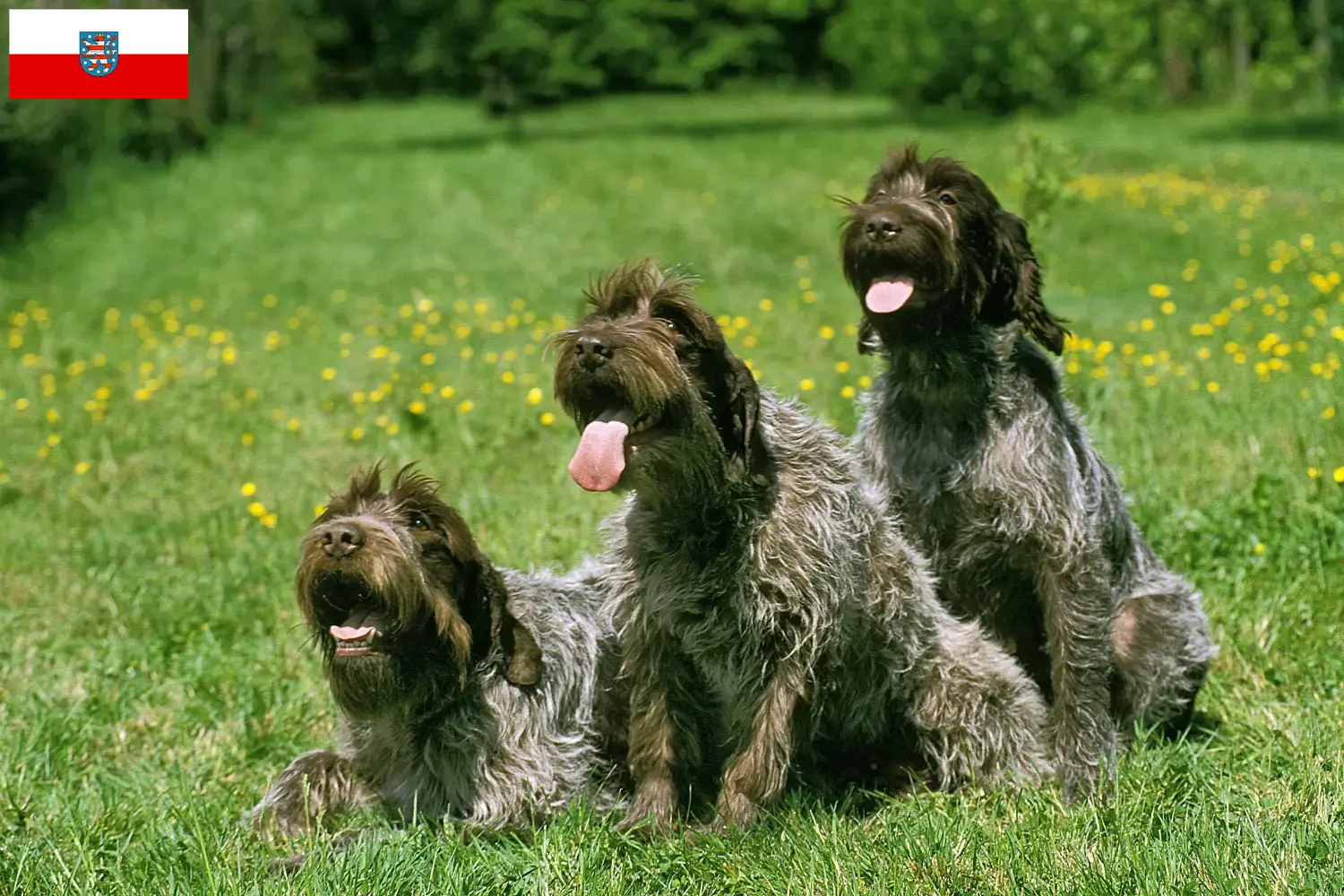 Scopri di più sull'articolo Griffon d’arrêt à poil dur Allevatore e cuccioli in Turingia