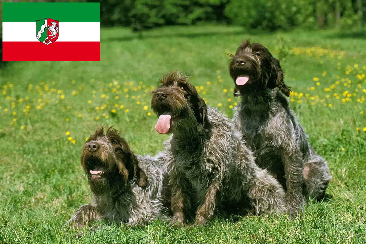 Scopri di più sull'articolo Griffon d’arrêt à poil dur Allevatore e cuccioli in Nord Reno-Westfalia