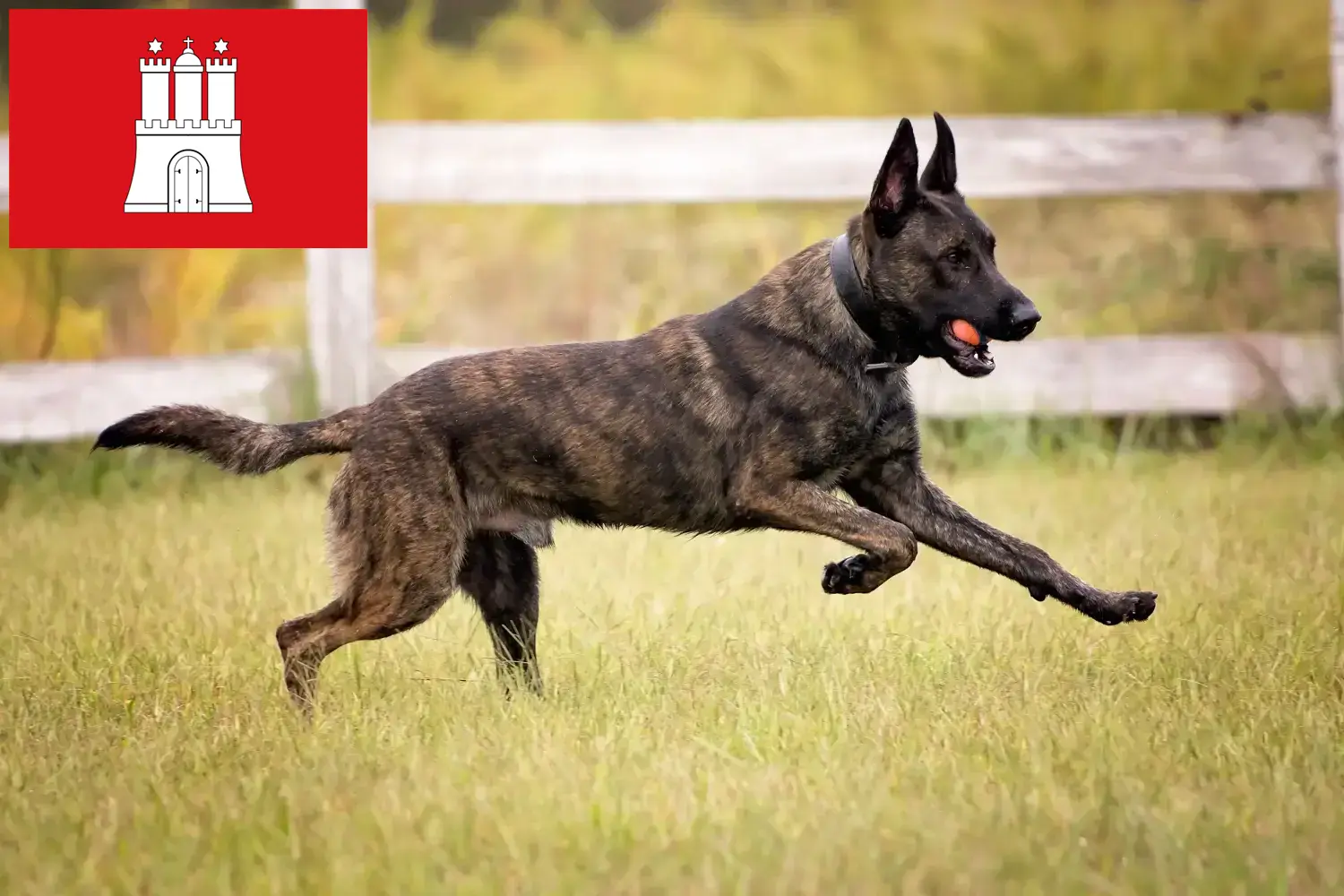 Cuccioli di Hollandse Herdershond e allevatori Amburgo Qui potete trovare gli allevatori di Hollandse Herdershonden ad Amburgo.