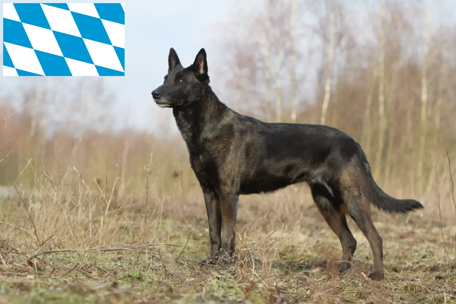 Cuccioli di Hollandse Herdershond e allevatori Bavaria Qui potete trovare gli allevatori di Herdershonden olandesi in Baviera.