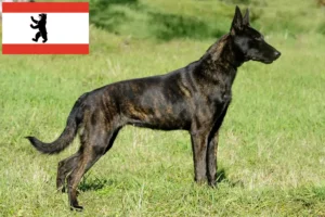 Scopri di più sull'articolo Allevatori di Hollandse Herdershond e cuccioli a Berlino