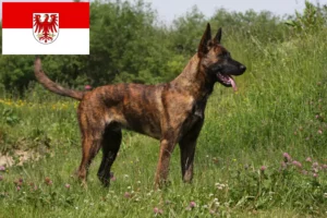 Scopri di più sull'articolo Allevatori di Hollandse Herdershond e cuccioli a Brandeburgo