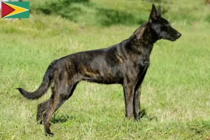 Scopri di più sull'articolo Allevatori e cuccioli di Hollandse Herdershond in Guyana