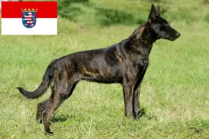 Scopri di più sull'articolo Allevatori di Hollandse Herdershond e cuccioli in Assia