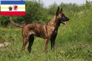Scopri di più sull'articolo Allevatori di Hollandse Herdershond e cuccioli in Mecklenburg-Vorpommern