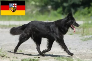 Scopri di più sull'articolo Allevatori di Hollandse Herdershond e cuccioli in Saarland
