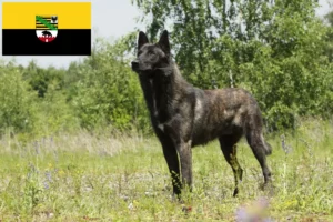 Scopri di più sull'articolo Allevatori di Hollandse Herdershond e cuccioli in Sassonia-Anhalt