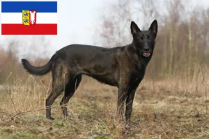 Scopri di più sull'articolo Allevatori e cuccioli di Hollandse Herdershond in Schleswig-Holstein