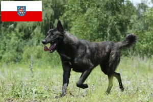 Scopri di più sull'articolo Allevatori di Hollandse Herdershond e cuccioli in Turingia