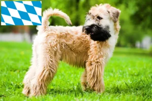 Scopri di più sull'articolo Allevatori e cuccioli di Irish Soft Coated Wheaten Terrier in Bavaria