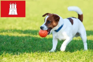 Scopri di più sull'articolo Allevatori di Jack Russell e cuccioli a Amburgo