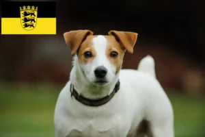 Scopri di più sull'articolo Allevatori di Jack Russell e cuccioli in Baden-Württemberg