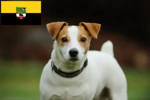 Scopri di più sull'articolo Allevatori di Jack Russell e cuccioli in Sassonia-Anhalt
