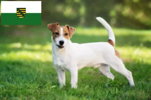 Scopri di più sull'articolo Allevatori di Jack Russell e cuccioli in Sassonia