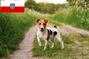 Scopri di più sull'articolo Allevatori di Jack Russell e cuccioli in Turingia
