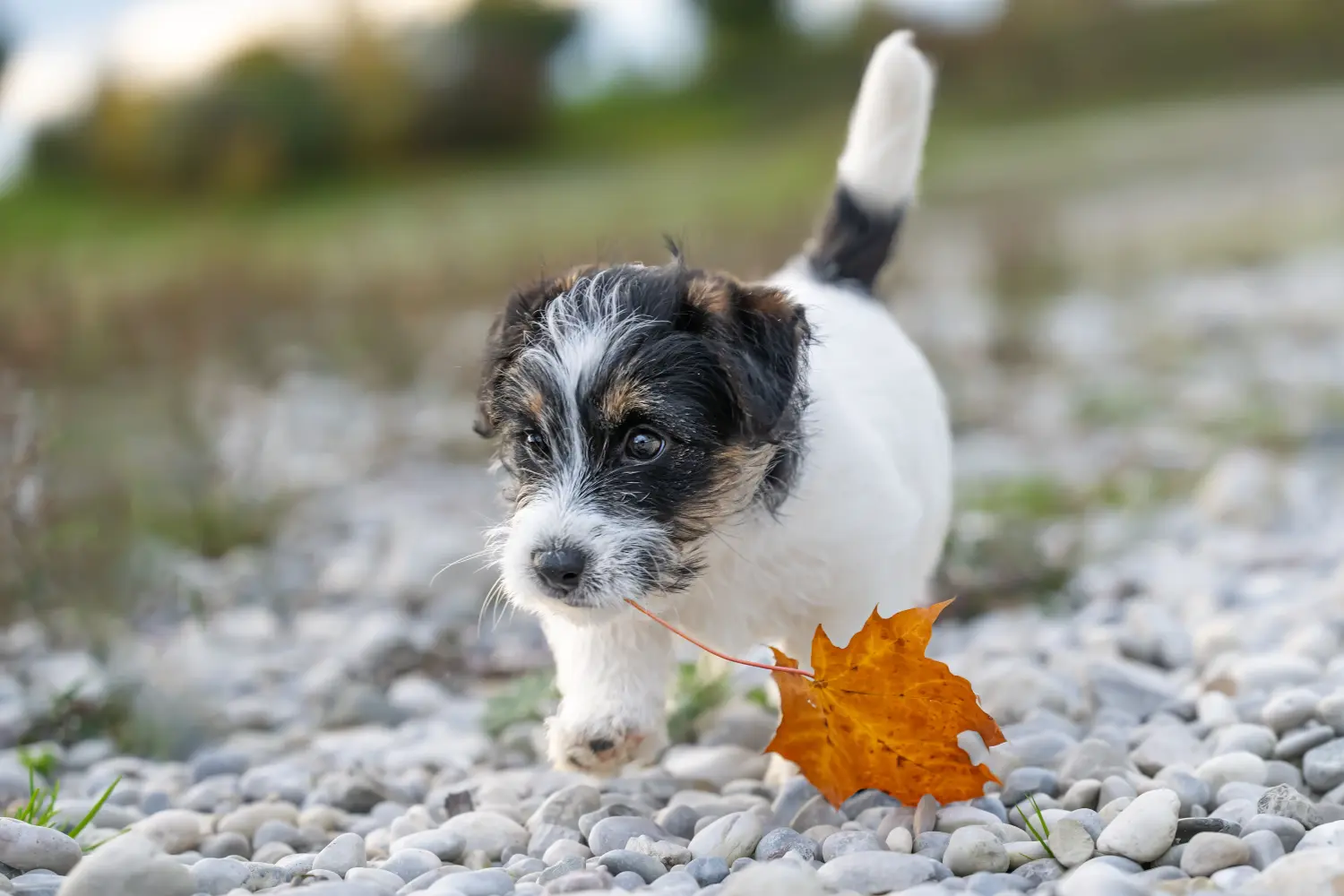 Acquistare un cucciolo di Jack Russell significa assumersi delle responsabilità! Acquistare cuccioli di Jack Russell.
