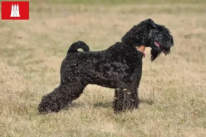 Scopri di più sull'articolo Allevatore di Kerry Blue Terrier e cuccioli ad Amburgo