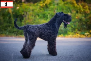 Scopri di più sull'articolo Allevatori di Kerry Blue Terrier e cuccioli a Berlino
