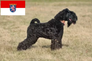 Scopri di più sull'articolo Allevatori e cuccioli di Kerry Blue Terrier in Hessen