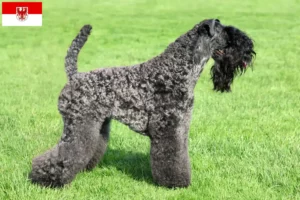 Scopri di più sull'articolo Allevatori di Kerry Blue Terrier e cuccioli a Brandeburgo