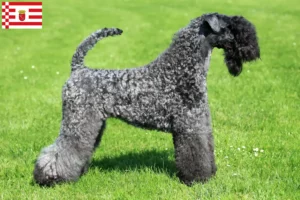 Scopri di più sull'articolo Allevatore di Kerry Blue Terrier e cuccioli a Bremen