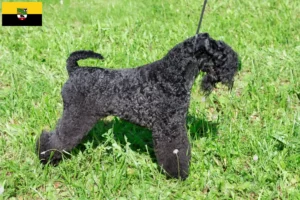 Scopri di più sull'articolo Allevatori di Kerry Blue Terrier e cuccioli in Sassonia-Anhalt